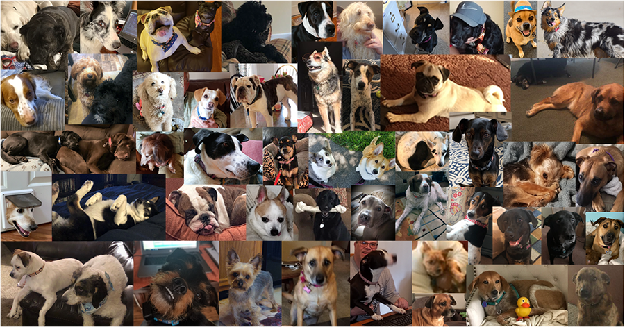 collage of favorite pet pictures